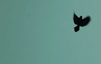 Nathan Mclaughlin, echolocation #3, GT029